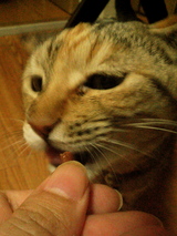 �ޤ������ʣ�
