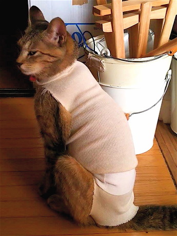 猫避妊手術2