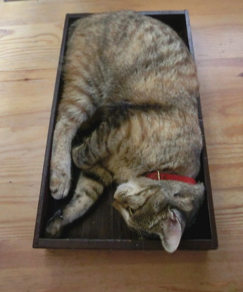 箱入り猫5