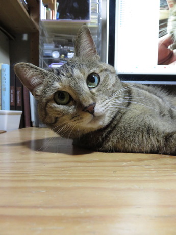 ねこ1610304