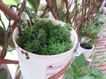 植えてないのに多肉?