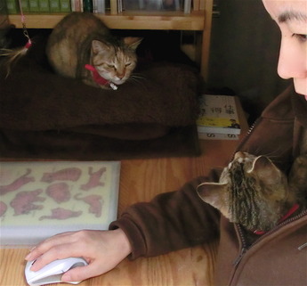 ねこ1504121