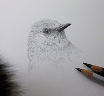 ヒヨドリ一羽目描き直し