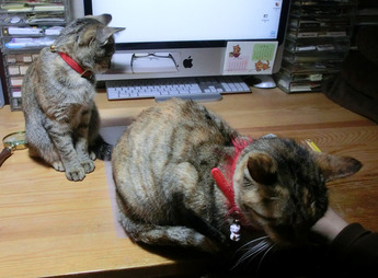 ねこ1503154