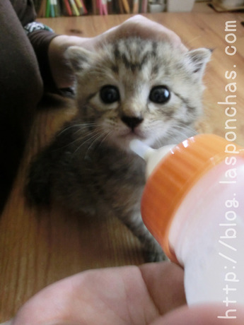 今日のふうちゃん141107_5