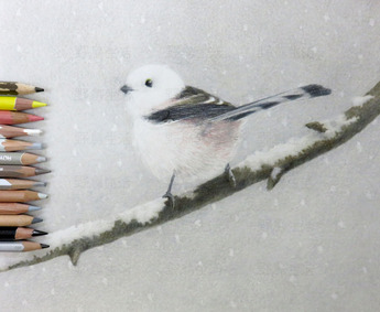 シマエナガだで」」