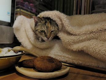 今日の猫1