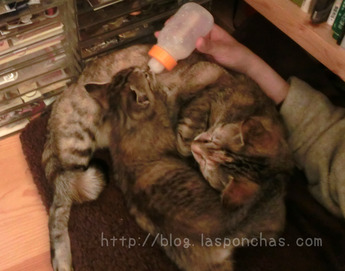ねこ141211_3