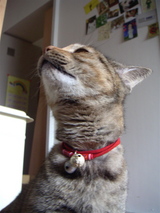 あごとくび