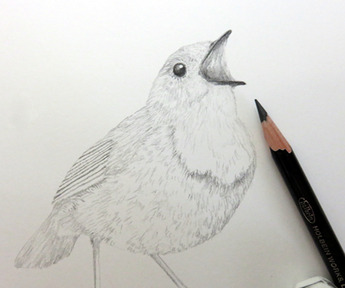 コマドリ描くよ