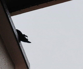 カラス拾えるか1