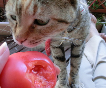 ベランダねこ