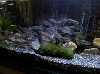 ひるね水族館110121_2