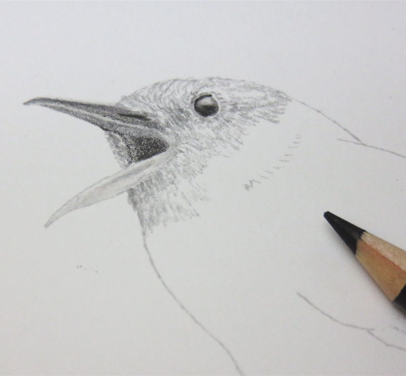 久しぶりに色鉛筆で鳥の絵 ラスポンチャス 作者のブログ