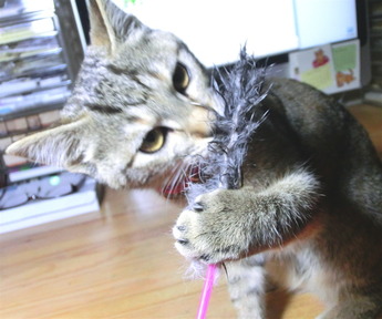 ねこじゃれない