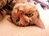 ねころびちーちゃん