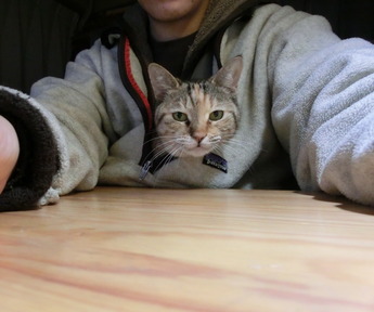 �ˤˤ󤬤�