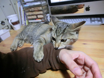 ばにゃーる5