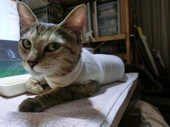 猫避妊手術3