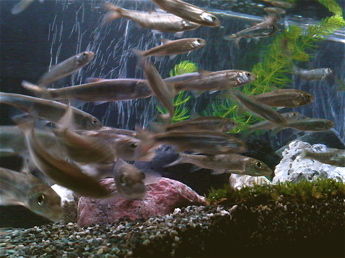 ひるね水族館賑やか2