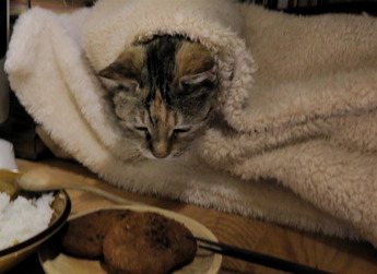 今日の猫4