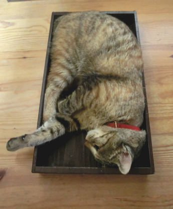 箱入り猫4