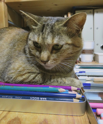 ねこ20170527