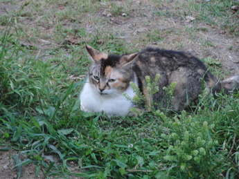 長居公園の猫3