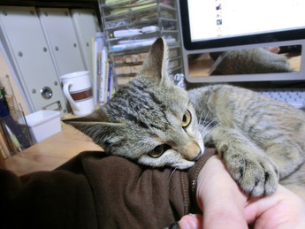 ばにゃーる3