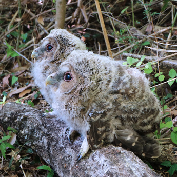 フクロウヒナ2