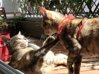 ねこ1504124