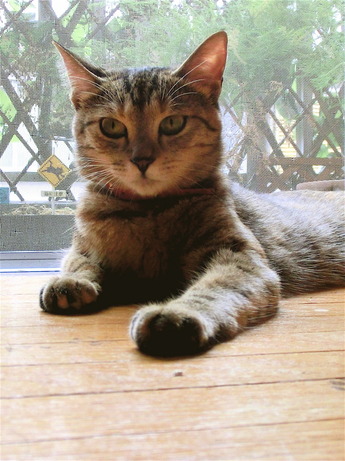 猫避妊手術1