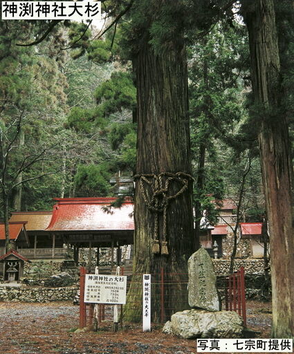 神渕神社大杉(編集追加)