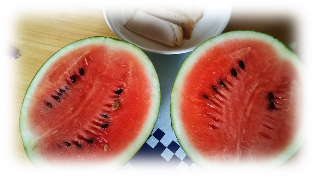 収穫 ひとり生えスイカ 尾張のおじさんblog