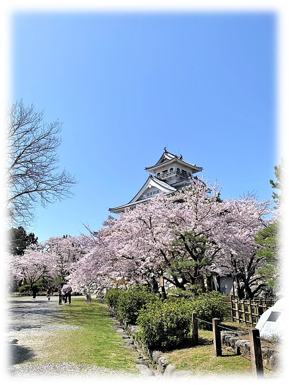 滋賀県長浜市 長浜城の桜 尾張のおじさんblog
