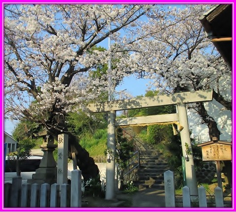 桜