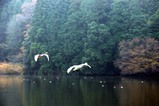 白鳥08-12-05古徳沼