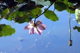 花蓮親沢の池