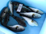 久慈漁港の魚061124