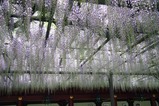 笠間稲荷神社藤の花