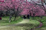 古河桃まつり桃の花菜の花(1)