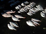 久慈漁港の魚061124