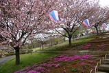 八重桜まつり