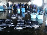 久慈漁港の魚061124