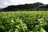 常陸秋そば07-09-02水府国安