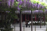 笠間藤の花八重の藤