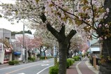 桜日立t多賀大学通