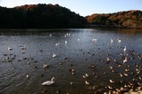 白鳥古徳沼07-12-06
