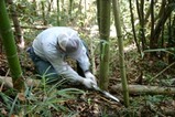 西塩子の回り舞台08-09-287竹の切り出し