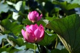 花蓮親沢の池
